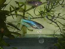 Betta Fry 7.5 weeks 2